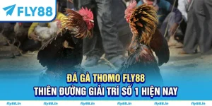 đá gà thomo