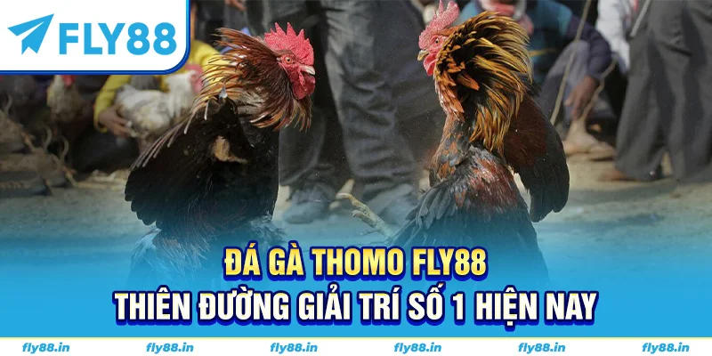 đá gà thomo